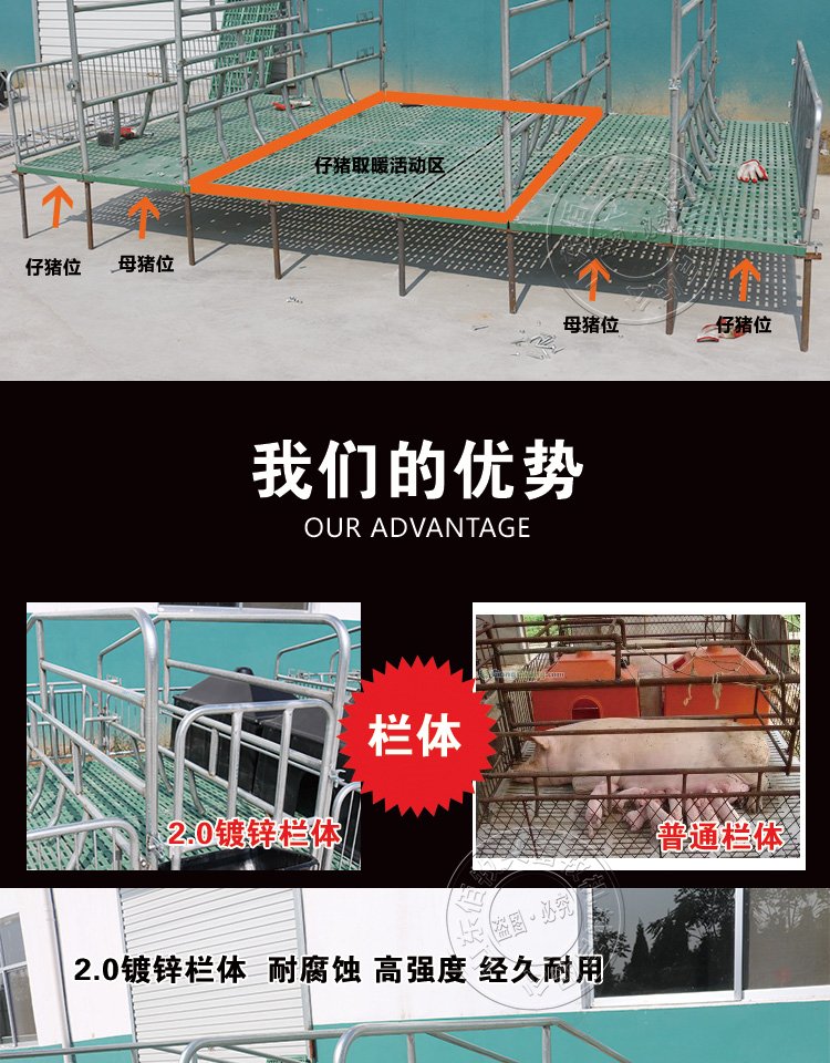 山东佰牧兴全复合双体母猪产床 电话:0534-5808667