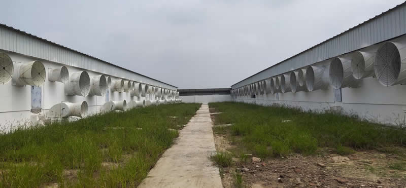 湖北4800头母猪场交工验收