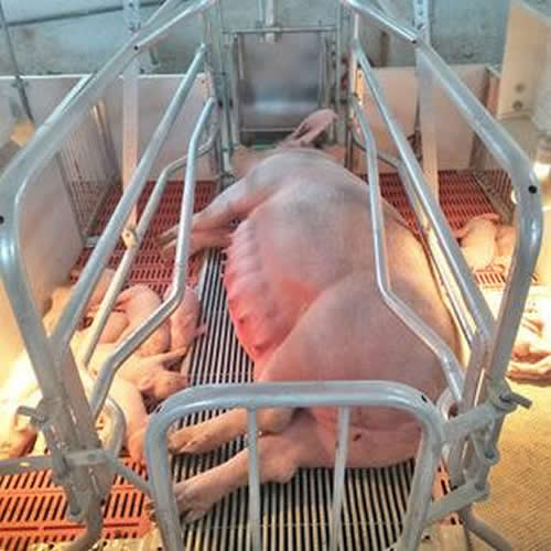 母猪产床安装图片 17853401517(微信同步)